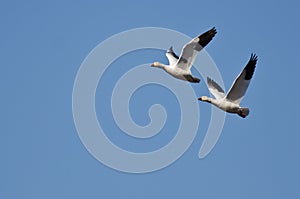 Synchronized Flying Demonstration by a Pair of Snow Geese