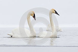 Synchronized swans swimming