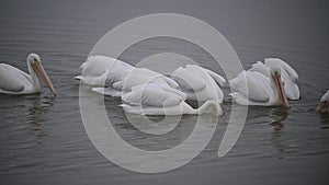 Synchronous Diving By Great white pelican
