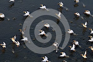 Synchronous flight of White Pelicans over Manych lake