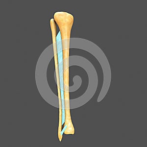 Syndesmosis between Fibula and tibia