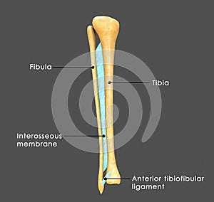 Syndesmosis between Fibula and tibia