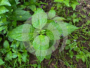 Synedrella is a genus of flowering plants in the Asteraceae family