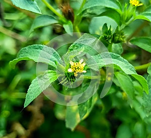 synedrella nodiflora the most common nuisance plant on theÂ island of Java, Indonesia photo
