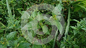 Synedrella nodiflora Ucacou Adans, Verbesina nodiflora L., Eclipta latifolia L.f., Blainvillea latifolia, Ecliptica latifoliaWede