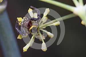 Synema globosum crab spider looking for preys on a flower