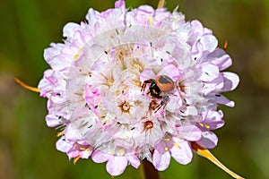 Synema globosum, a species of spiders from the family Thomisidae ,crab spiders, called the Napoleon spider over a Armeria plant