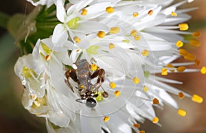 Synema globosum Spider devouring trapped prey