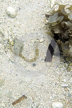 Syngnathus acus fish in the sea of Togian islands