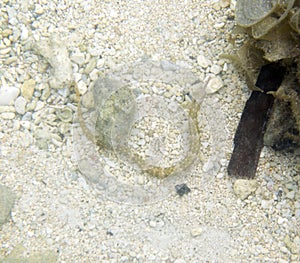 Syngnathus acus fish in the sea of Togian islands
