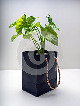 Syngonium Allusion is a genus of flowering plants photo