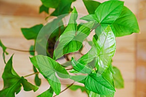 Syngonium in a black pot on a wooden background. houseplant.