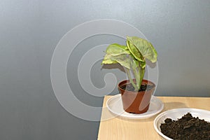 Syngonium Butterfly Allusion potted house plant