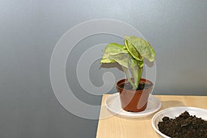 Syngonium Butterfly Allusion potted house plant photo