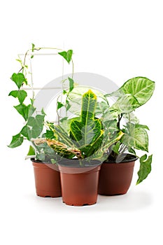 Syngonium ,croton and other potted plants