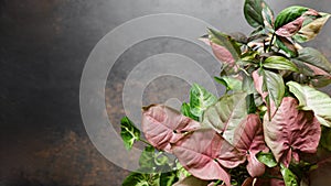 Syngonium Dusty Pink Leaves Plant Mix Background