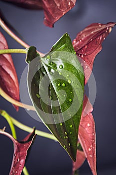 Syngonium erythrophyllum `red arrow` houseplant photo