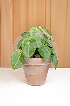 Syngonium Frosted Heartin in brown ceramic pot  on a fabric curtains background.