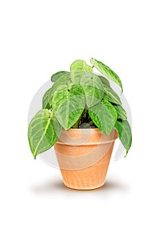 Syngonium Frosted Heartin in brown ceramic pot  on white background.