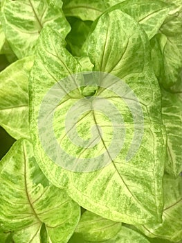 Syngonium Golden Allusion. close up view of vertical photo image.