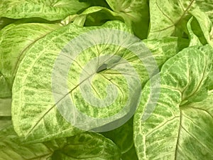 Syngonium Golden Allusion. Elite foliage.