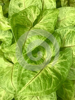 Syngonium Golden Allusion. top view, vertical photo image. photo