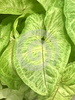 Syngonium Golden Allusion. vertical photo image.