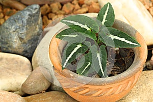 Syngonium grown in pots for garden decoration photo