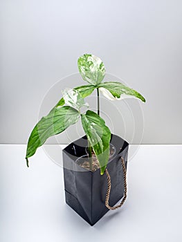 Syngonium Imperial White is a variegated type plant