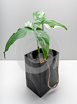 Syngonium Imperial White is a variegated type plant