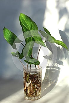 Syngonium large-leaved in a glass of water with roots, vertical photo. Propagation of potted house flowers. Evergreen lianas at