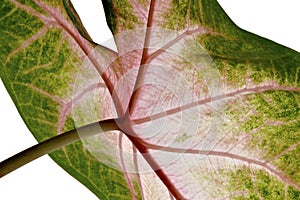 Syngonium leaf, close-up