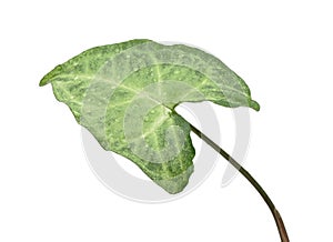Syngonium leaf, isolated photo