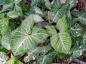 syngonium leaf