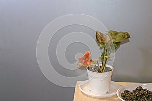 Syngonium Maria Allusion potted house plant photo