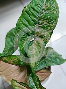 Syngonium pink flecked photo