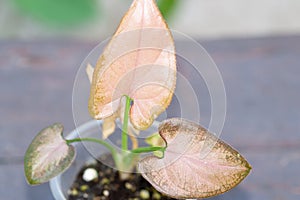 Syngonium pink Orm Nak mutation baby plant