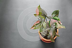 Syngonium Pink Splash Red Spot Potted Plant photo