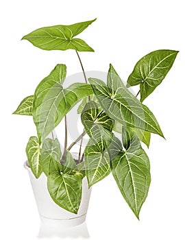 Syngonium plant growing photo