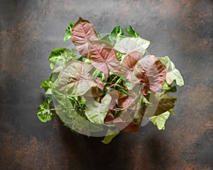 Syngonium Plant mix with Pink Leaves Variegation