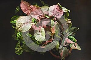 Syngonium Plant mix with Pink Leaves Variegation photo