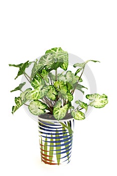 Syngonium plant in pot isolated on white photo