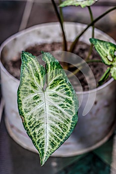 Syngonium plants in the garden