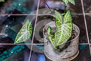 Syngonium plants in the garden