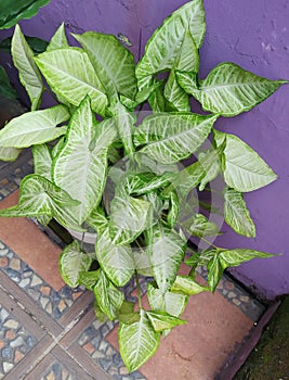 Syngonium plants include plant and easy to grow. Beautify the room, Simple shape with white patterns. No need to fear photo