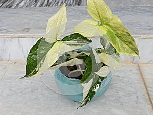 Syngonium Podophyllum Albo Variegated plant in a sky blue planter photo