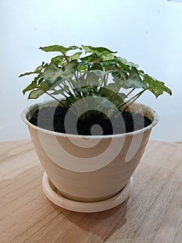 Syngonium podophyllum - Arrowhead plant