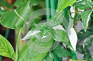 Syngonium podophyllum, Arrowhead Vine or Goosefoot Plant or Araceae