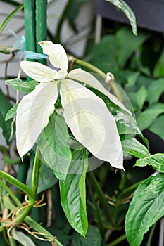 Syngonium podophyllum, Arrowhead Vine or Goosefoot Plant or Araceae