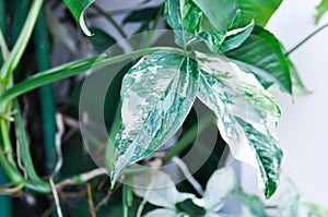 Syngonium podophyllum, Arrowhead Vine or Goosefoot Plant or Araceae